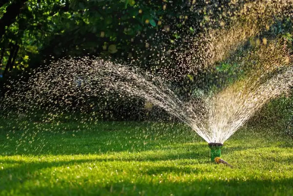 Sprinkler watering lawn after overseeding.