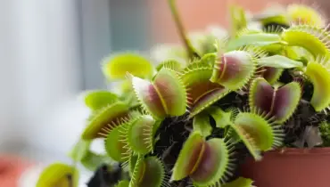 Venus Fly Trap