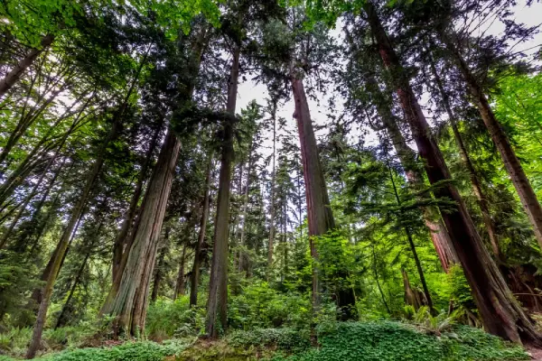 Cedar Trees