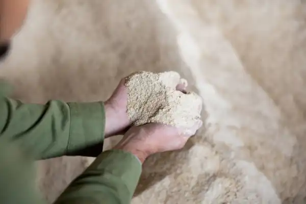 Hands holding corn gluten meal above a pile of it.