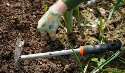 gloved hand with garden tool pulling weeds