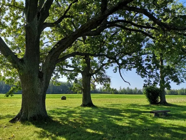 oak tree