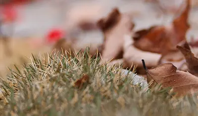 Brown leaves and grass.