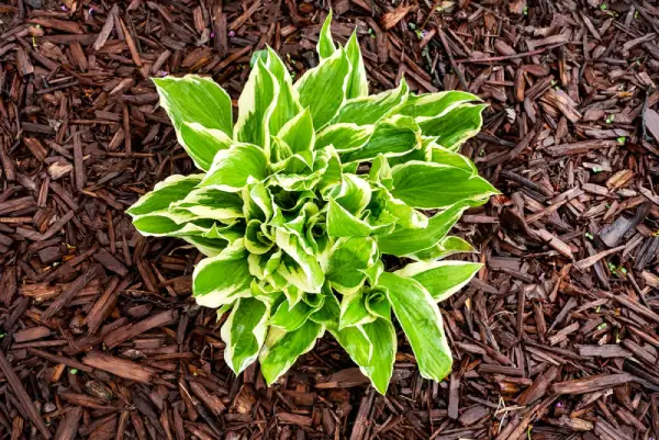 Mulch in plant bed