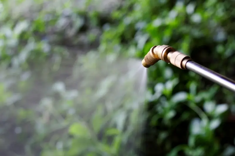 Herbicide being sprayed onto weeds in a garden.