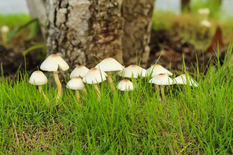 Mushrooms growing in a lawn. 