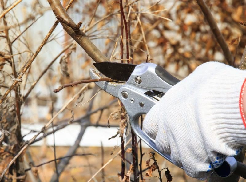 Landscaper pruning dead branches off of fruit tree