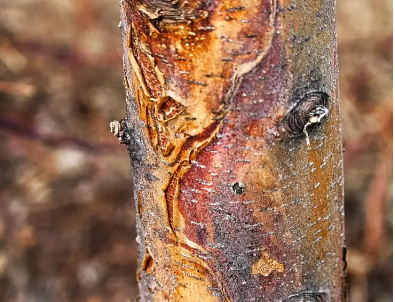 Sunscald on a tree trunk.