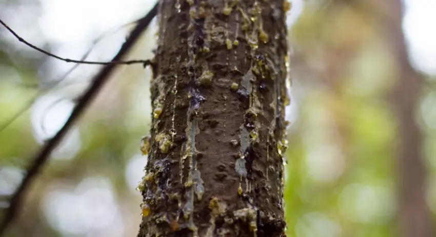 Tree trunk leaking sap from disease.