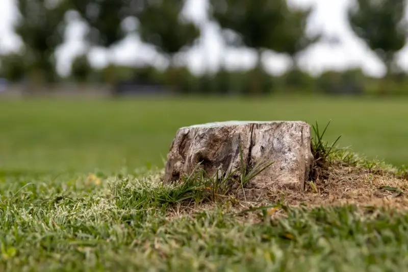 Tree stump in a grass lawn.