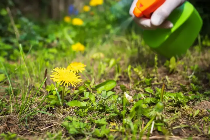 Landscaper spraying vinegar solution on dandelions.